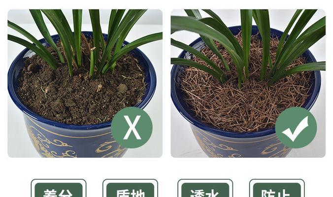 君子兰树皮松针的养护管理方法是什么？有何特别注意事项？