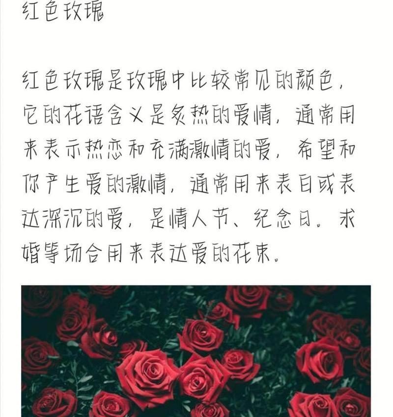 红玫瑰花语代表什么？为何如此受欢迎？