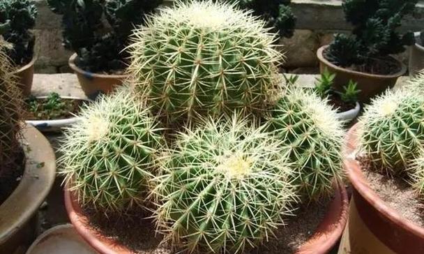 圆形的仙人球适合什么类型的花盆？如何选择？