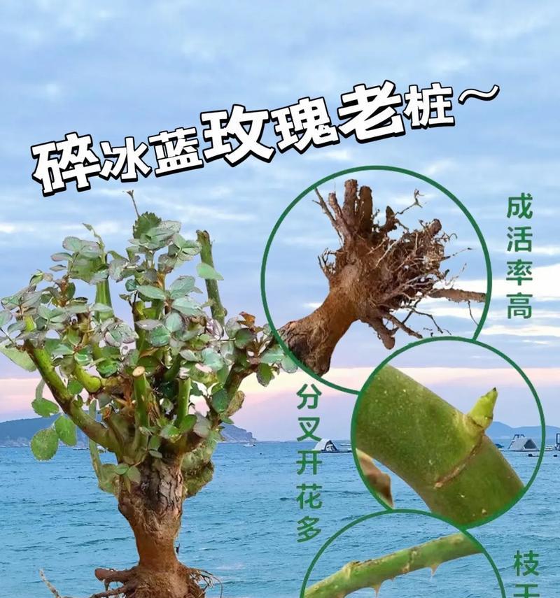 蓝玫瑰与茉莉花语有何不同？