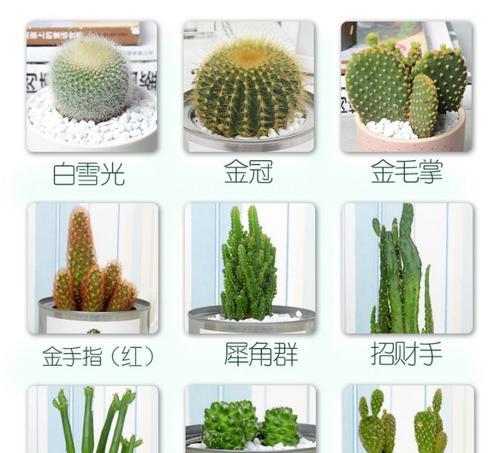如何获得仙人掌碎片植物探险？