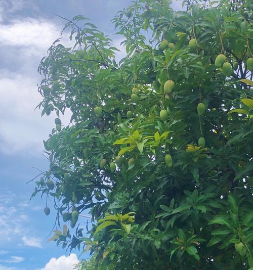 绿化芒的寓意有哪些？