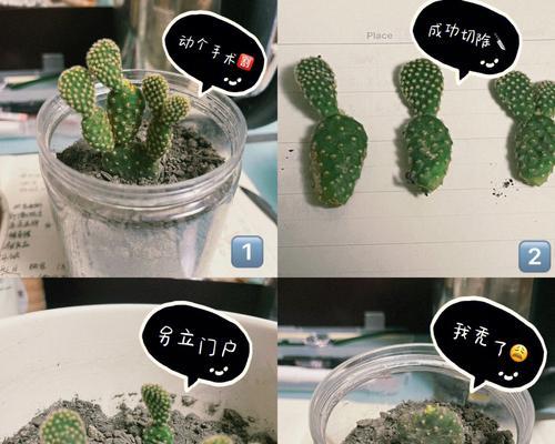 仙人掌用勤浇水吗怎么浇？正确的浇水频率和方法是什么？