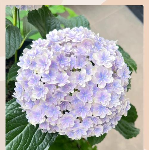 樱花绣球的寓意和花语分别是什么？