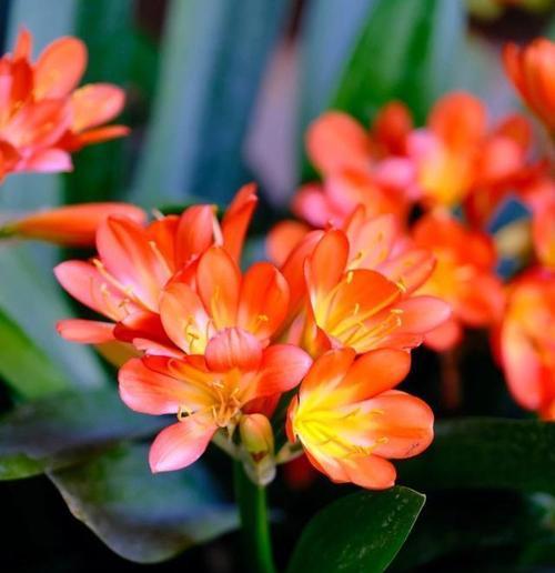君子兰在哪个季节开花？如何促进其开花？