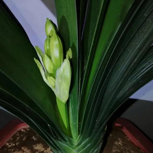 君子兰在哪个季节开花？如何促进其开花？