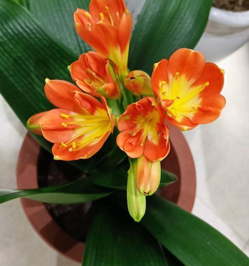 君子兰在哪个季节开花？如何促进其开花？