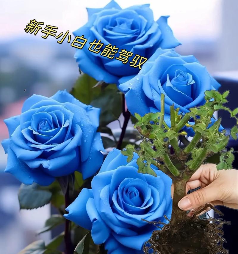 蓝色跳舞兰的花语寓意是什么？