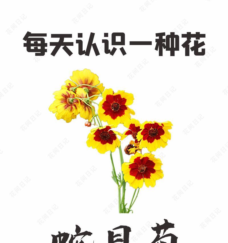 一路开花的花语代表什么？