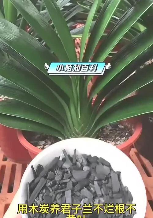 泥炭土养君子兰何时浇水最合适？