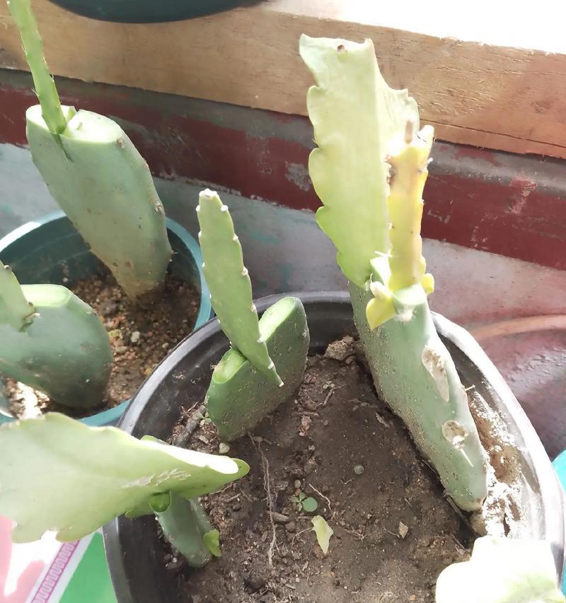 琥珀馆仙人掌的种植方法是什么？有哪些要点？