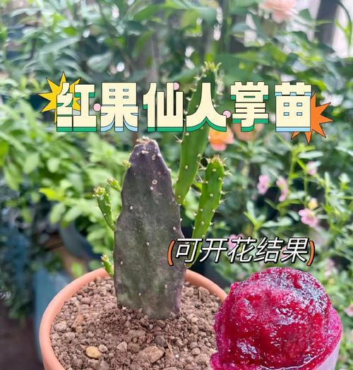 琥珀馆仙人掌的种植方法是什么？有哪些要点？