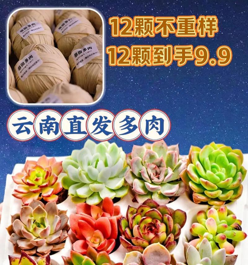 玉露宝莲灯的花语和寓意是什么？