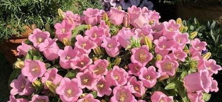 金钱花语代表了什么？