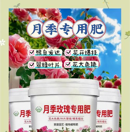 玫瑰花施用磷铵肥料的正确方法是什么？