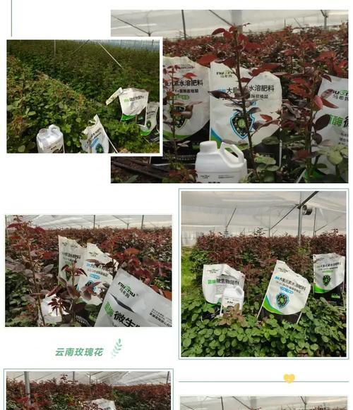 玫瑰花施用磷铵肥料的正确方法是什么？