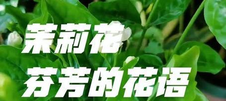 哪种花的花语是自由洒脱享受人生？