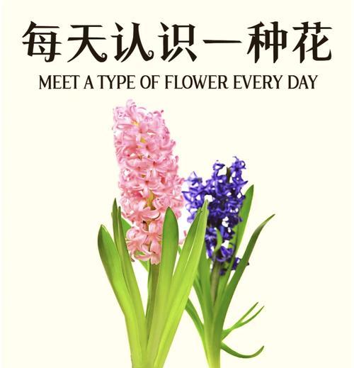 哪种花的花语是自由洒脱享受人生？