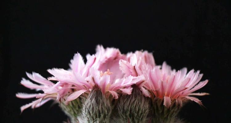 乌鱼仙人掌的养护和管理方法有哪些？