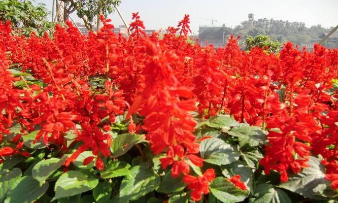 红色野麻花的花语有何特殊含义？