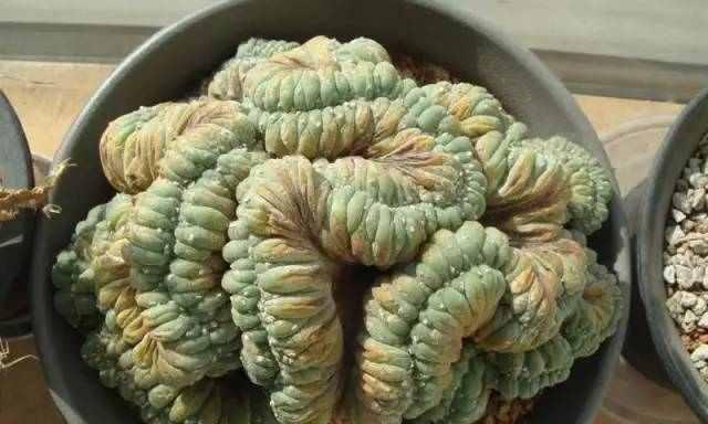 乌鱼仙人掌的养护和管理方法有哪些？