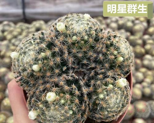 新人如何养殖仙人掌才能开花？