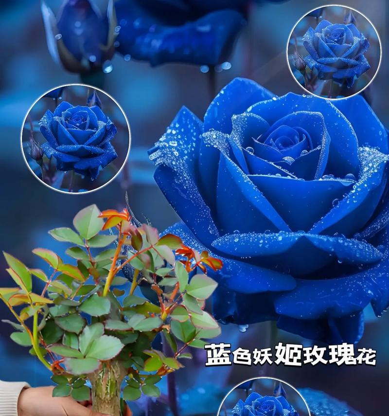 蓝色玫瑰花的花语是什么？蓝色玫瑰代表了什么含义？