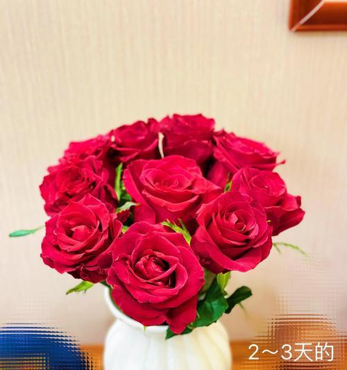 水养红色玫瑰花需要注意什么？如何正确进行水养？