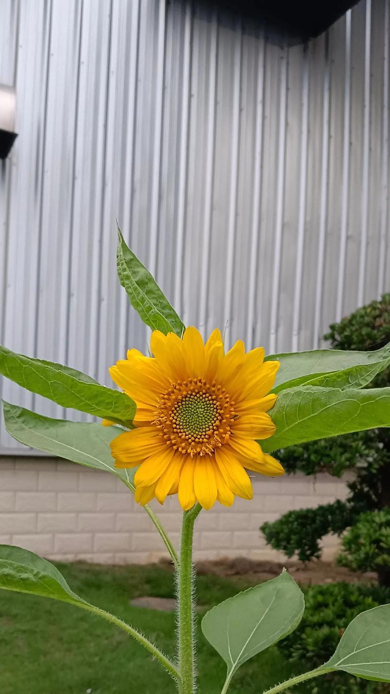 太阳花的花语具体是什么样的？