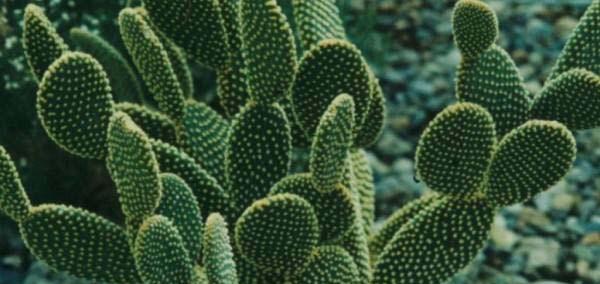 海难仙人掌的种植方法是什么？种植过程中需要注意什么？