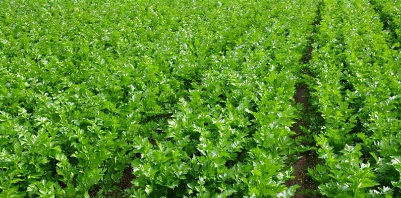 海难仙人掌的种植方法是什么？种植过程中需要注意什么？
