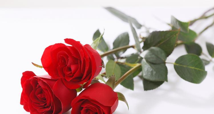 玫瑰系花卉的花语有哪些？