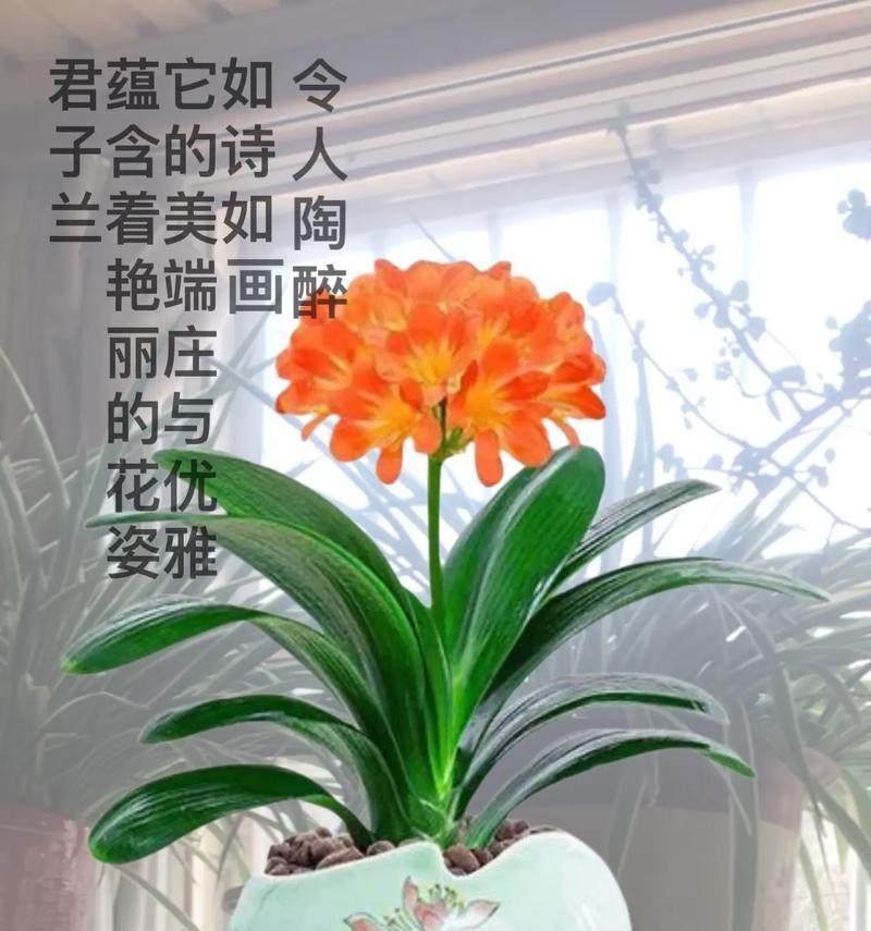 君子兰小苗生长缓慢如何解决？