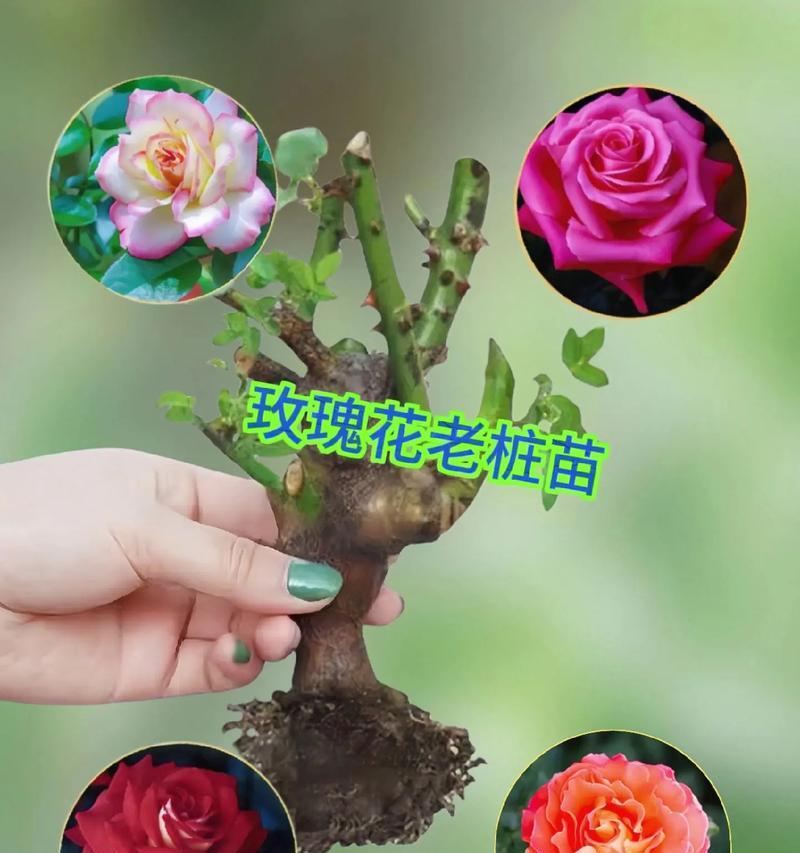 浓香土玫瑰花的养护要点是什么？