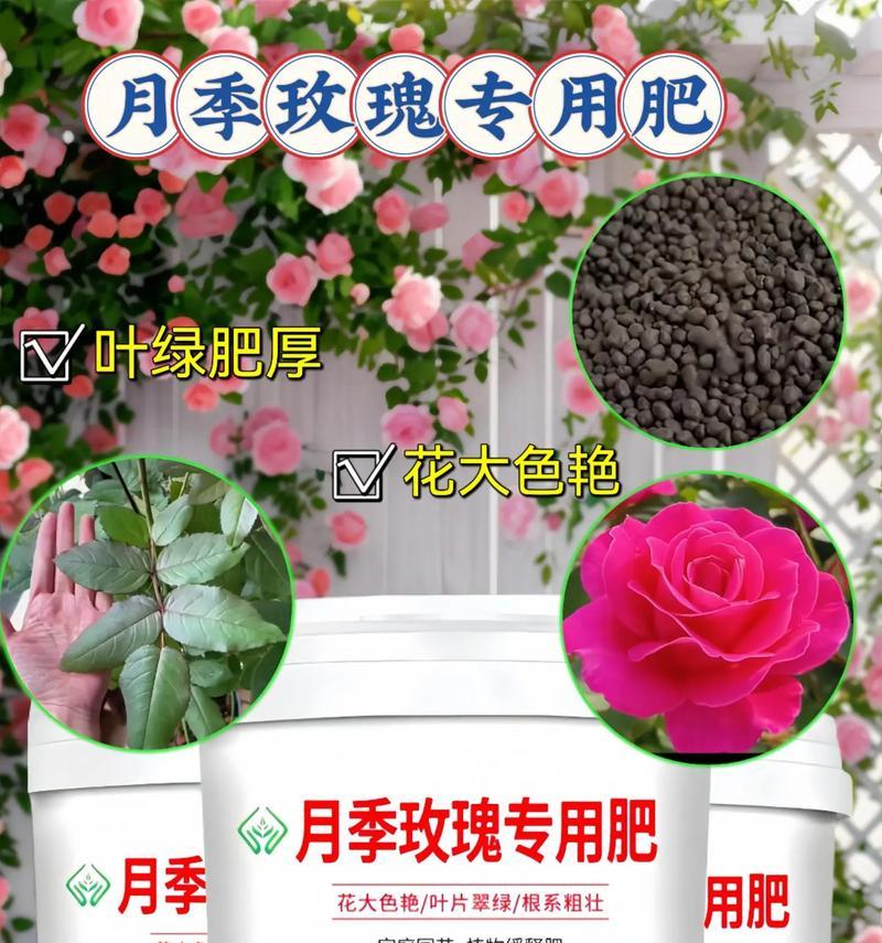 浓香土玫瑰花的养护要点是什么？