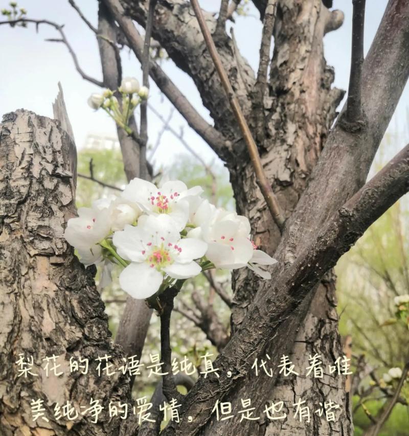 离别之后的花语有哪些？它们代表什么意义？