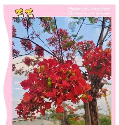 离别之后的花语有哪些？它们代表什么意义？