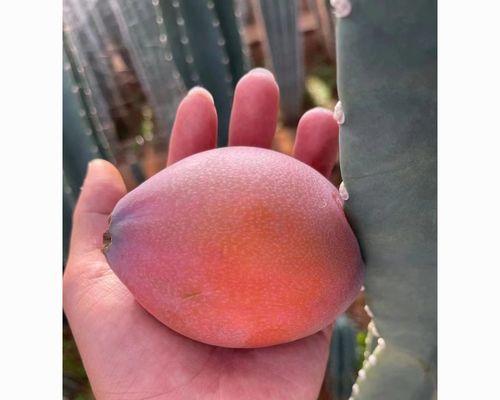 大棵仙人掌种植技巧有哪些？怎样保证成活率？