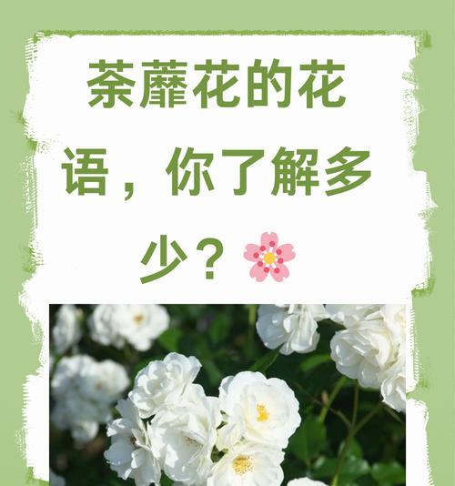 迷茶花的花语代表了什么？