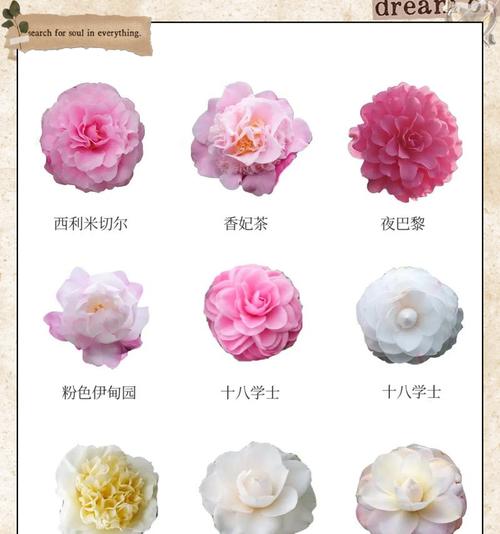 迷茶花的花语代表了什么？