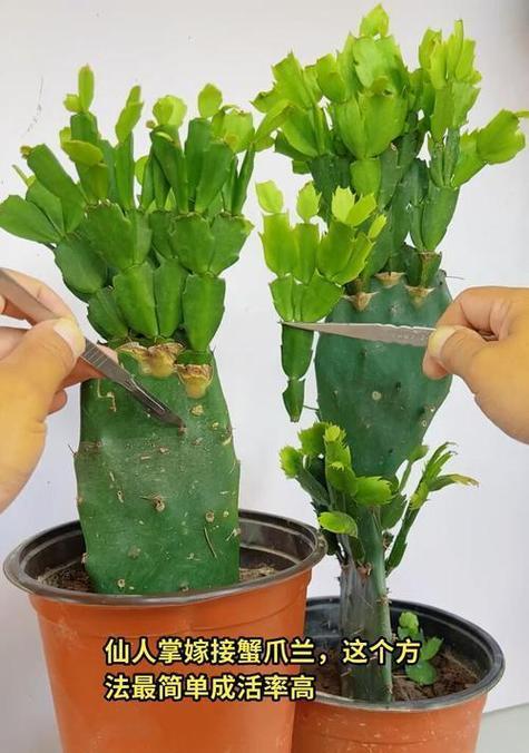大棵仙人掌种植技巧有哪些？怎样保证成活率？