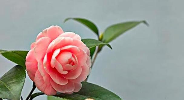 迷茶花的花语代表了什么？