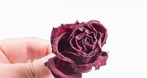 枯萎玫瑰花如何制作成玫瑰花干？