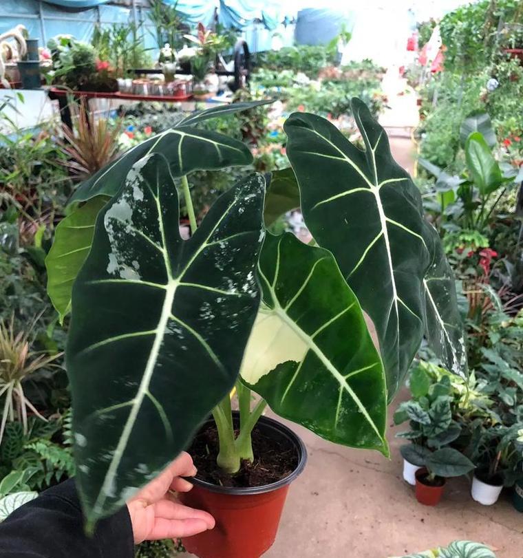 天鹅绒花的花语及其象征意义是什么？