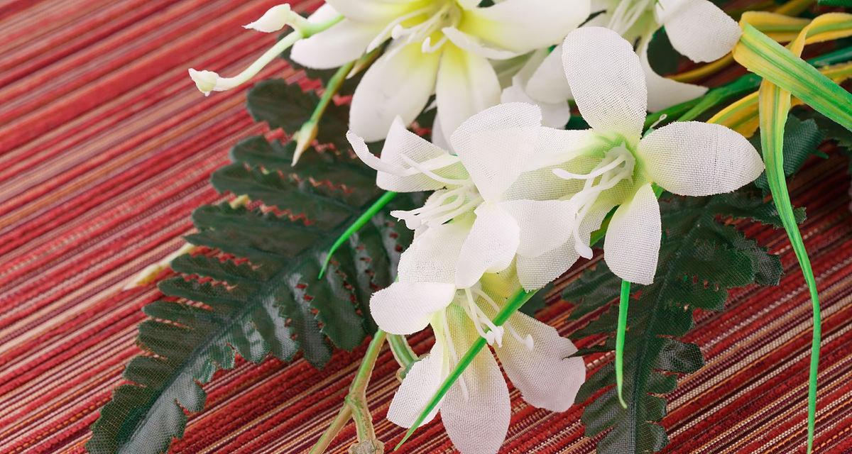 天鹅绒花的花语及其象征意义是什么？