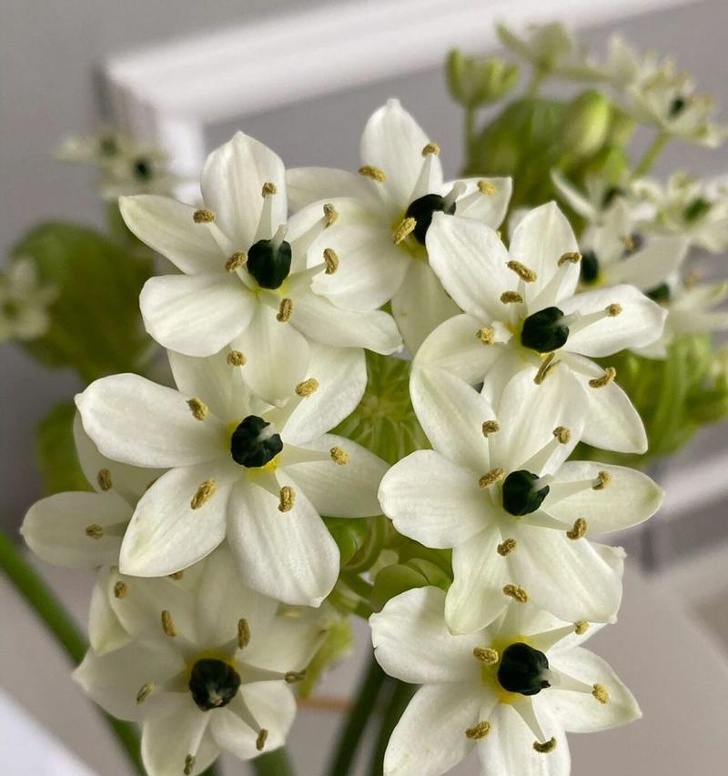 天鹅绒花的花语及其象征意义是什么？