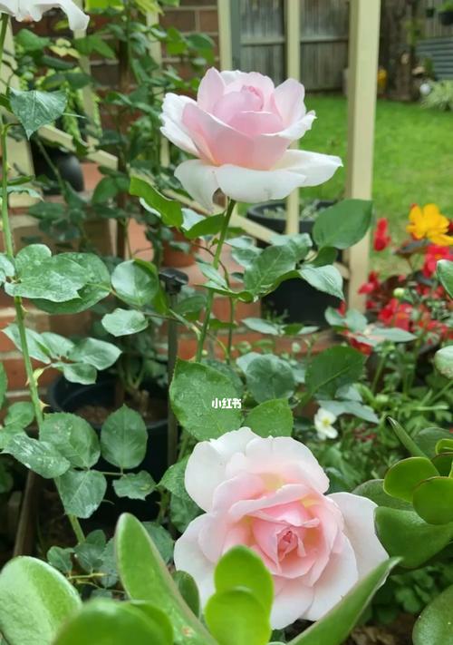 蝉花玫瑰花苞的养护方法是什么？