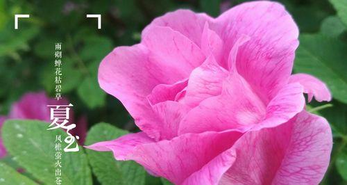蝉花玫瑰花苞的养护方法是什么？