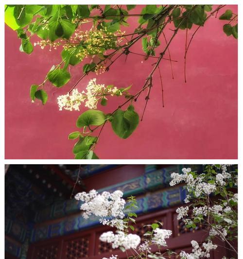 法王寺后山的花语有何特别之处？