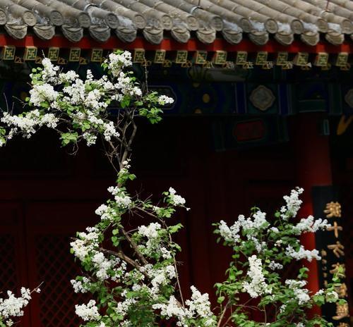 法王寺后山的花语有何特别之处？